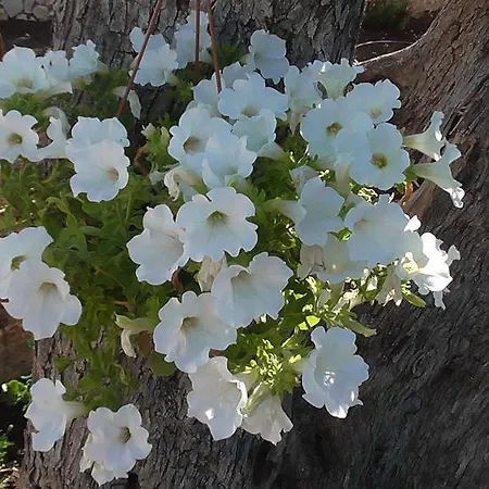 Season מלון 3*