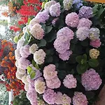 酒店 Season