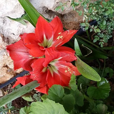 Hotell Season Dhërmi