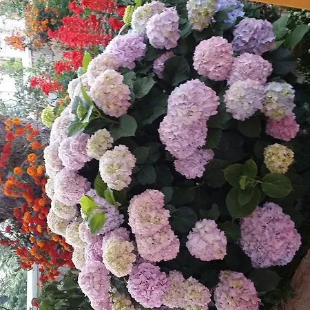 Hotell Season